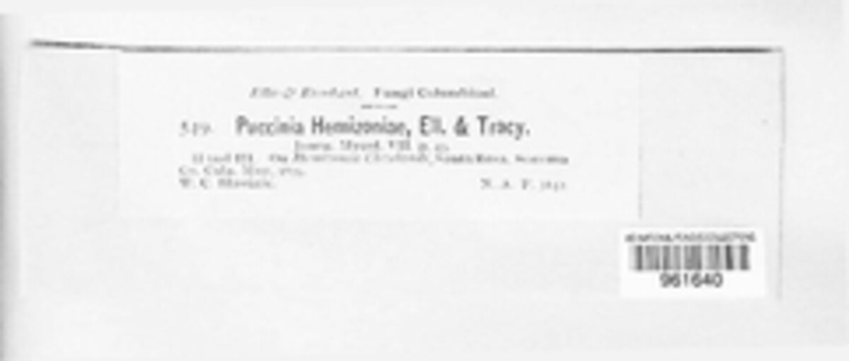 Puccinia hemizoniae image